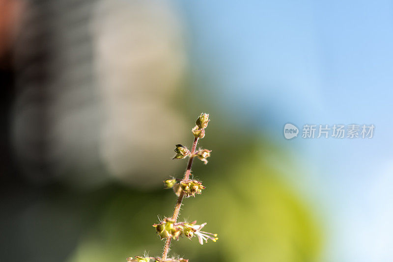 开花的克利须那图西，圣罗勒或图拉西(Ocimum Sanctum)